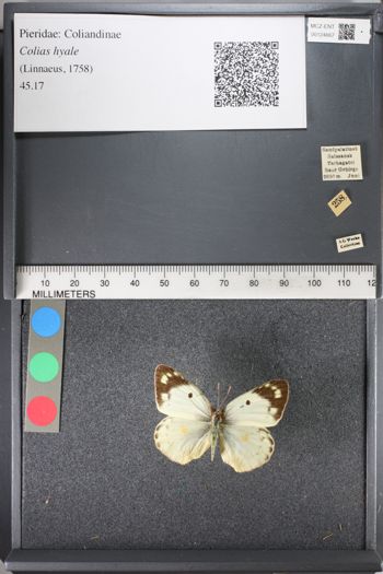 Media type: image;   Entomology 124667